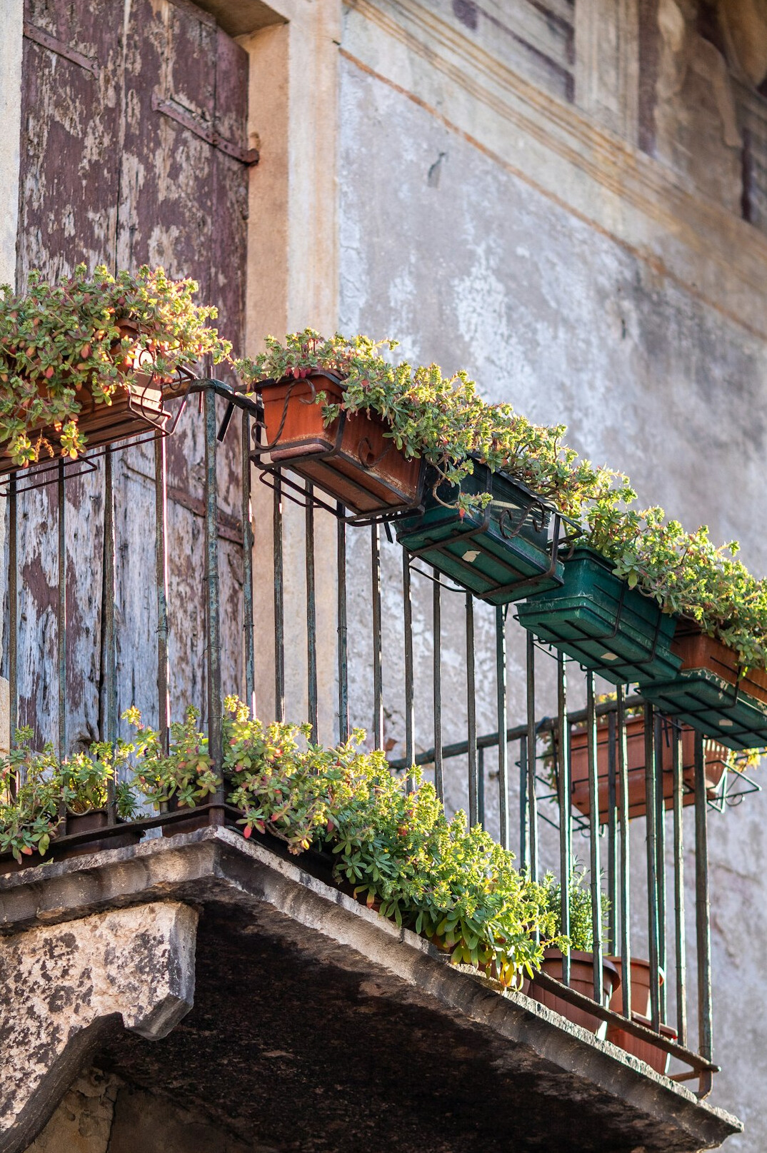 balcony vegetable garden