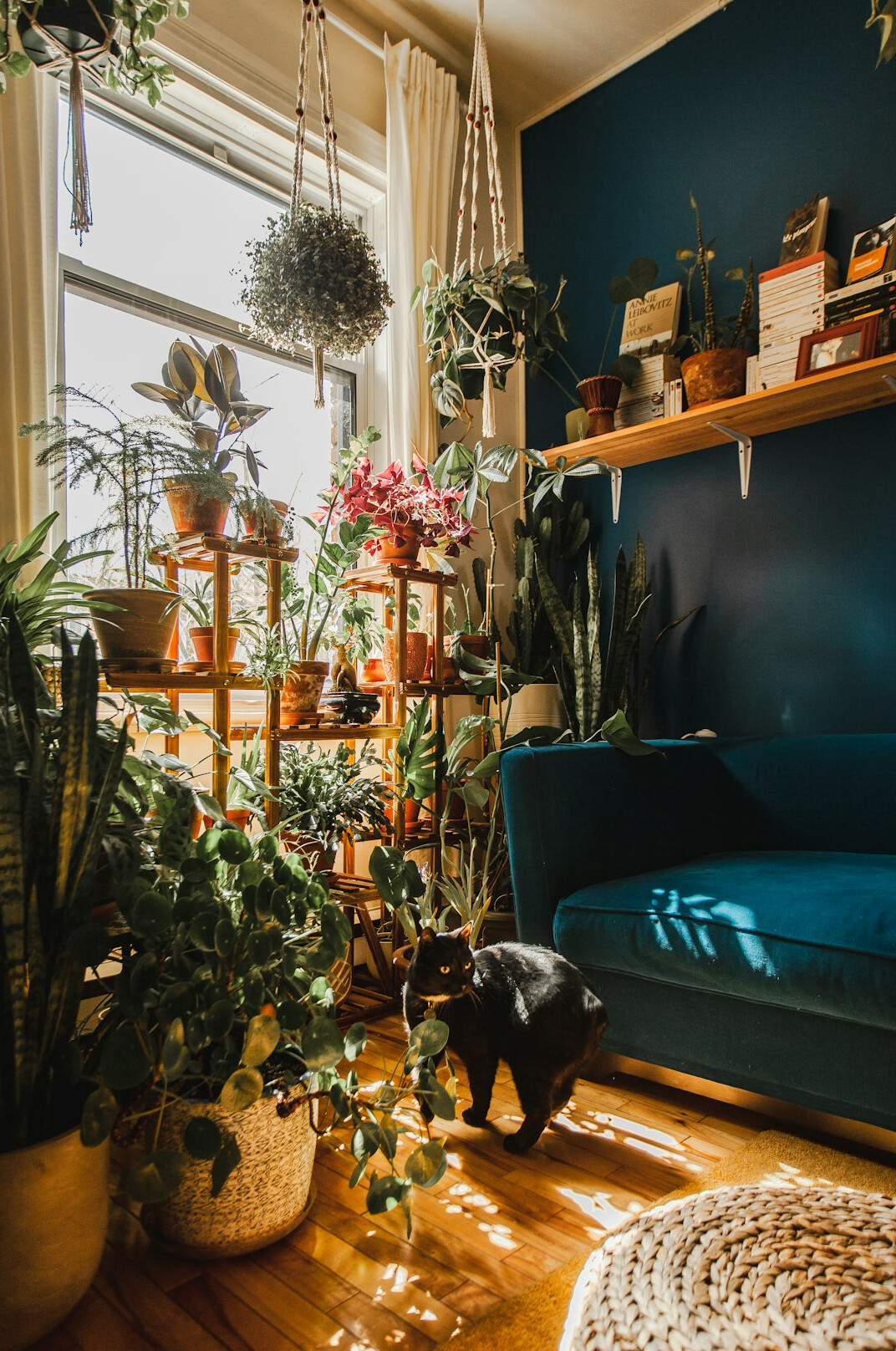 indoor plants living room