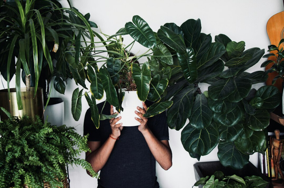 pruning houseplants