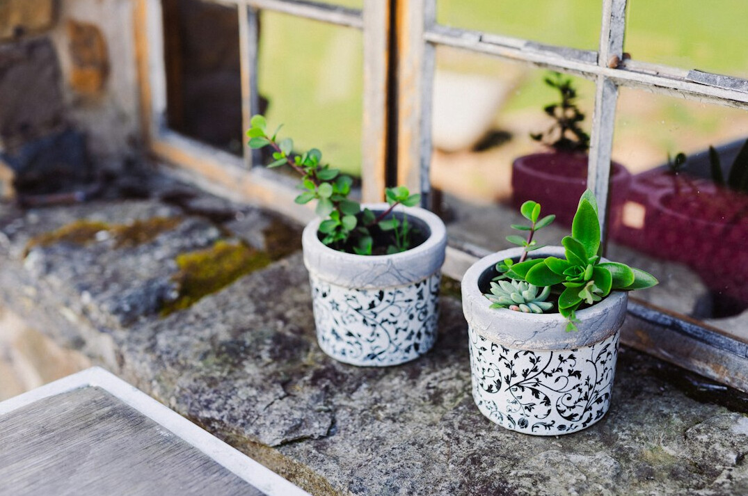 small potted herbs on windowsill