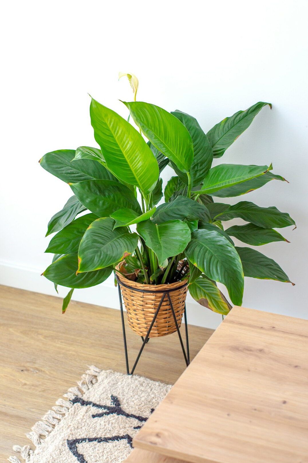 peace lily in pot