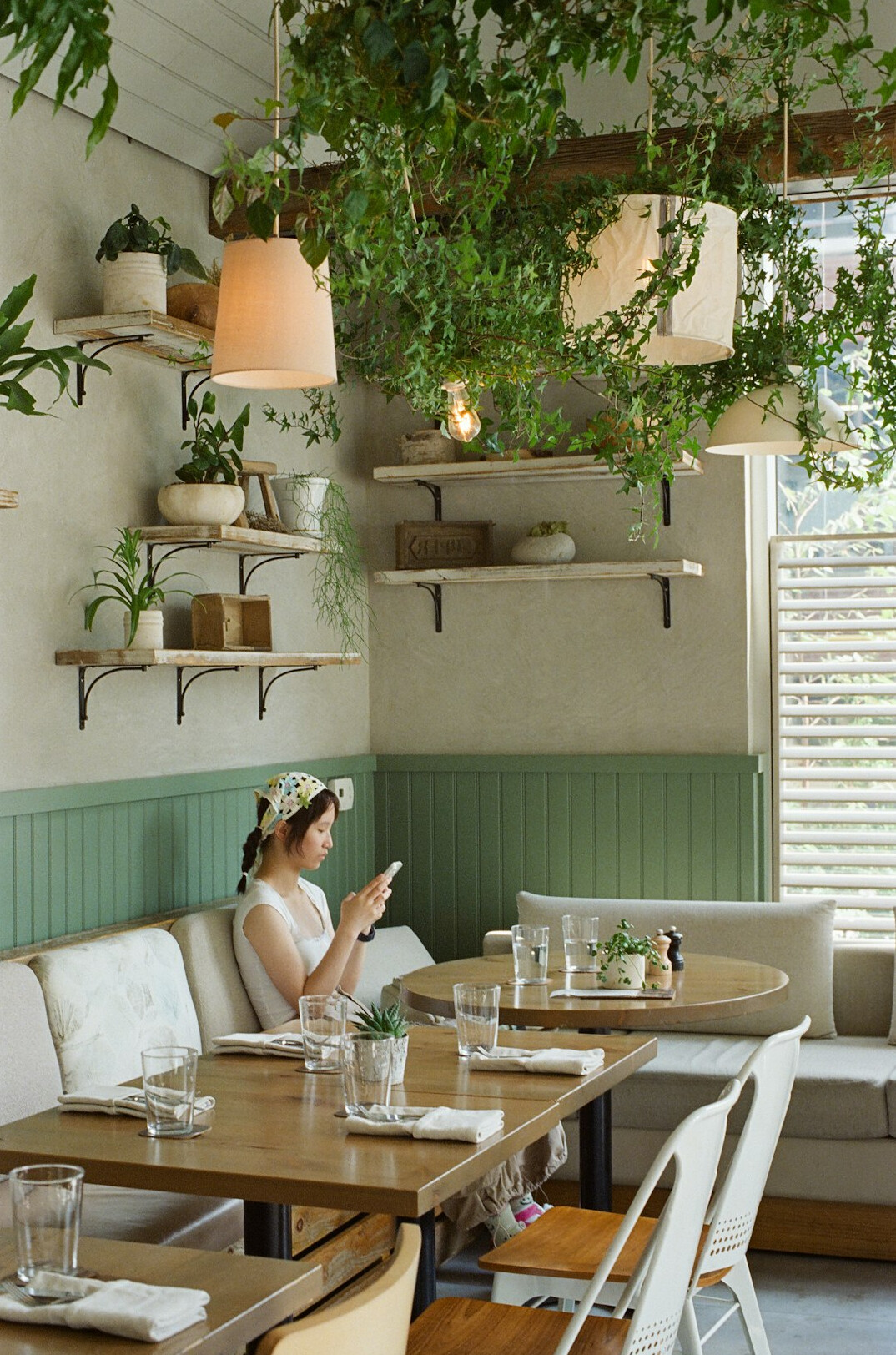 plants on wooden shelf