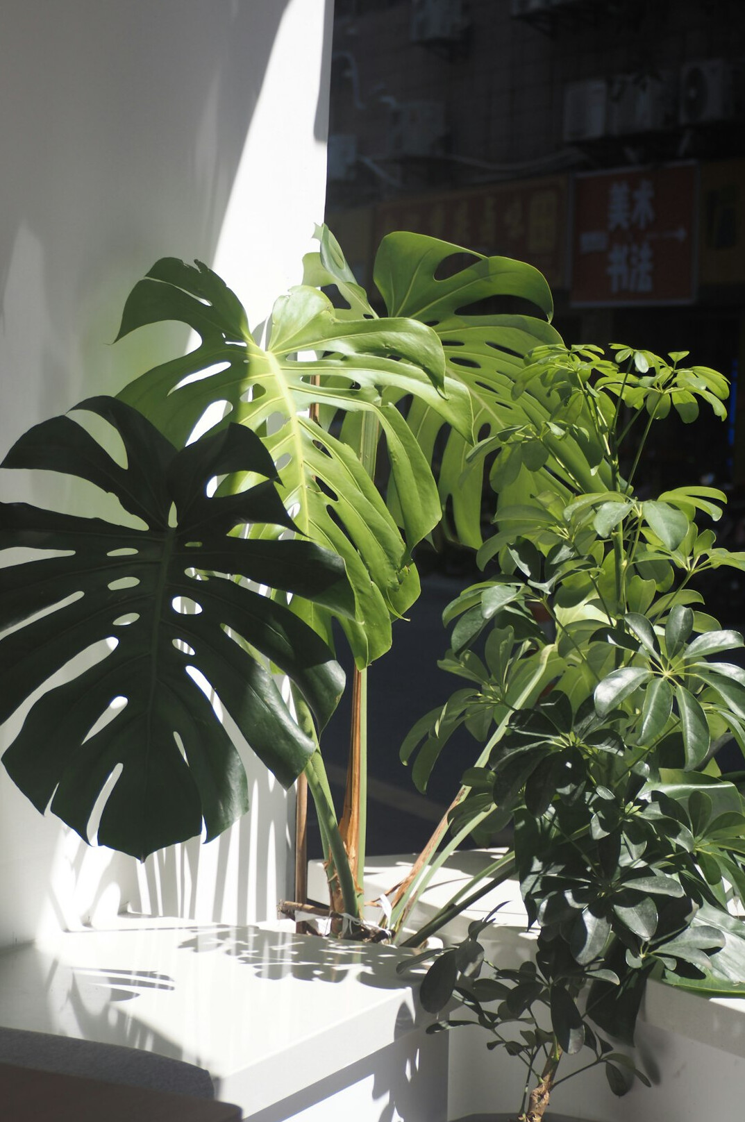 indoor plants on windowsill