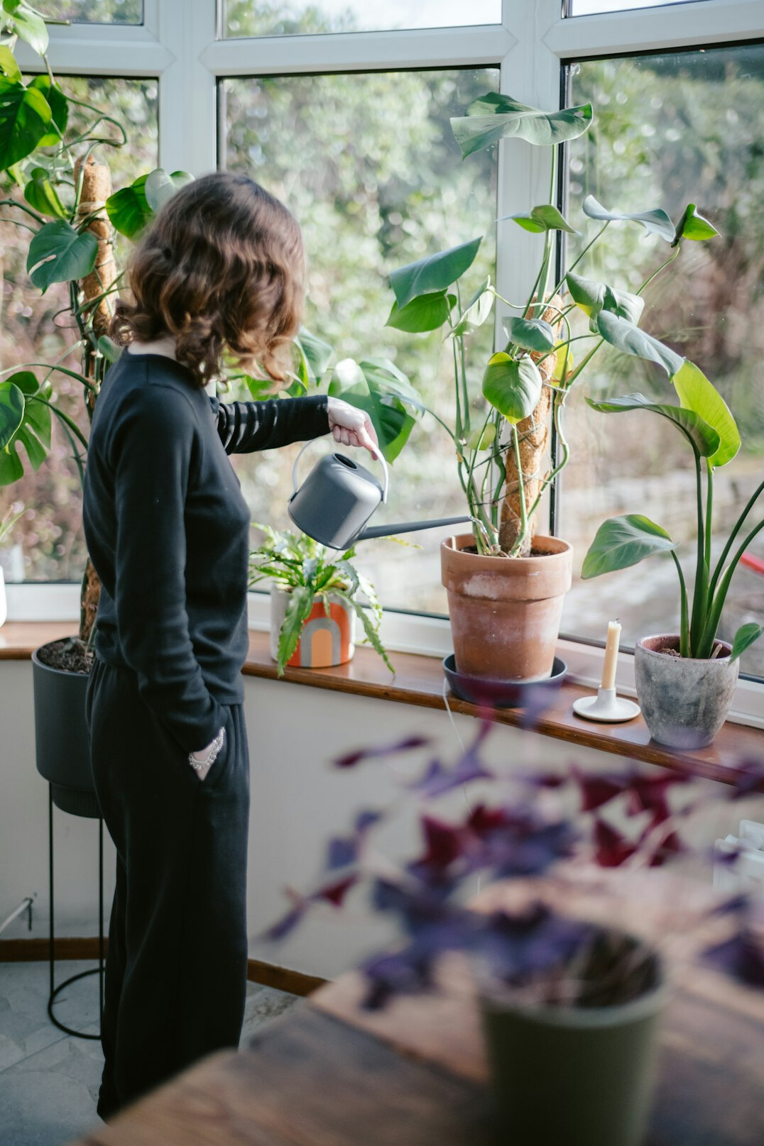 indoor plant care