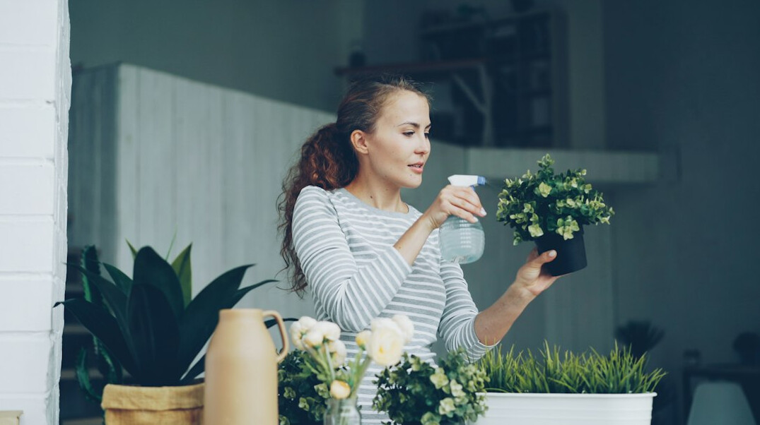 watering houseplant