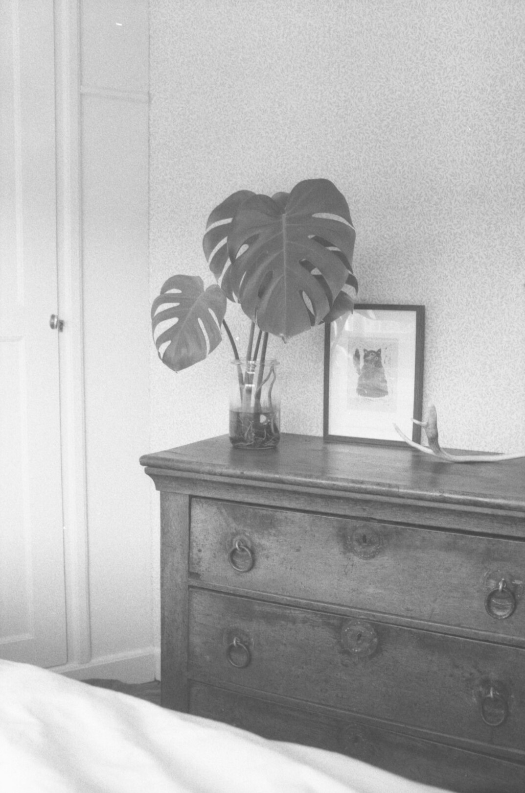bedroom with indoor plants