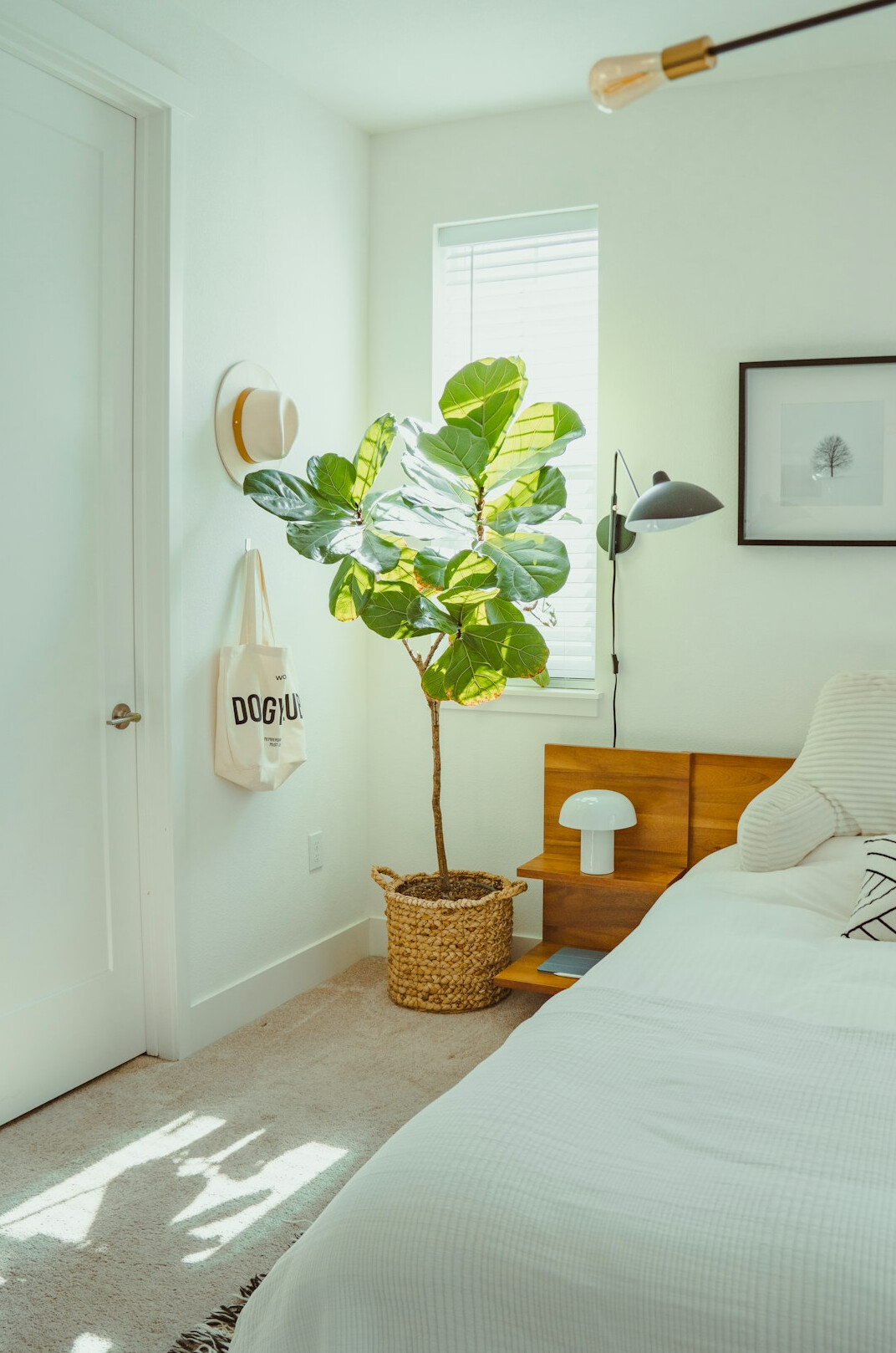 snake plant in bedroom
